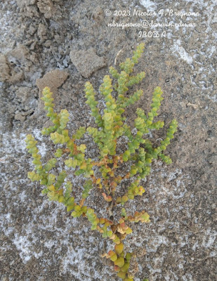 Jume colorado (Allenrolfea patagonica)