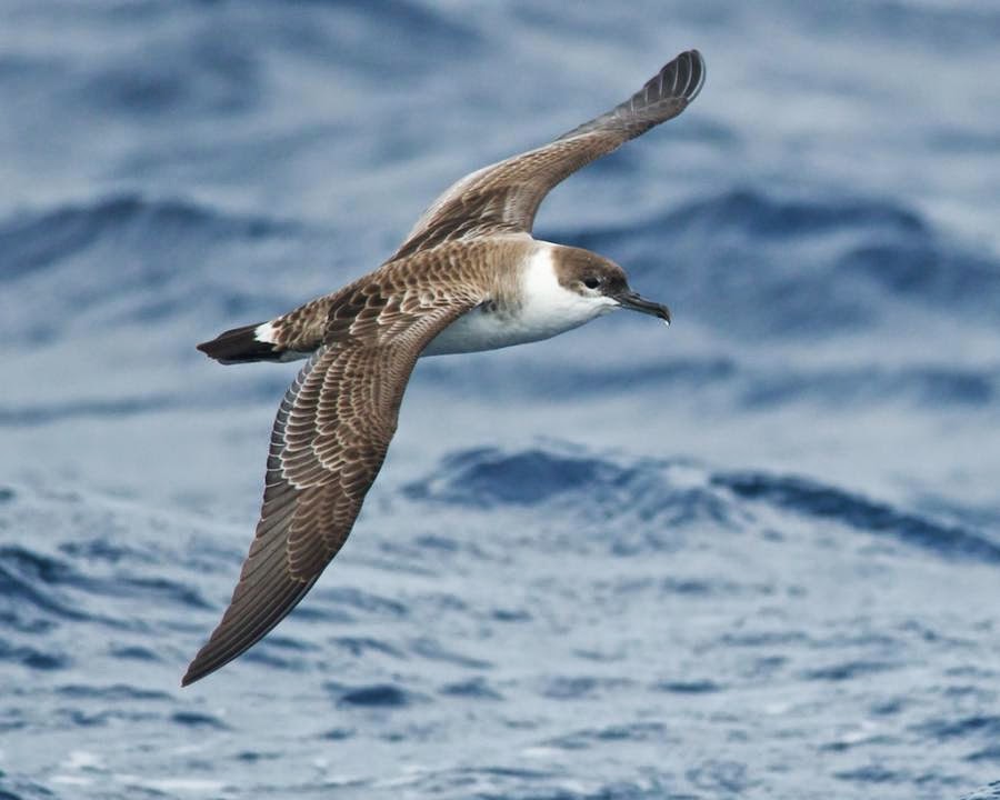 Great Shearwater