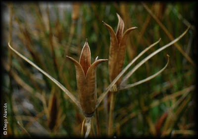 flora del sur argentino