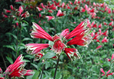 Alstroemeria psittacina