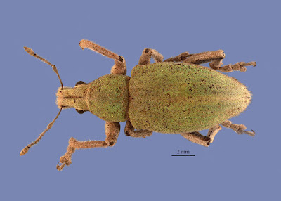 Cyrtomon glaucus