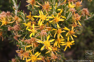 Chiliotrichiopsis keidelli