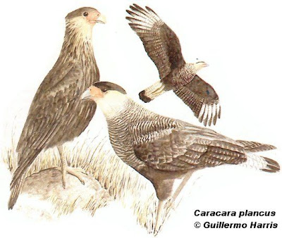 Carancho Caracara plancus
