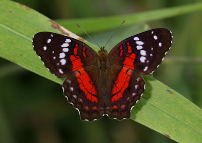 Mariposa princesa roja (Anartia amathea)