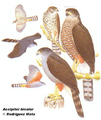 Esparvero común Accipiter bicolor