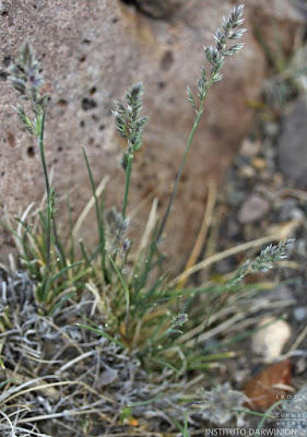 Poa holciformis