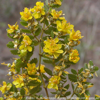 flora nativa Larrea nitida