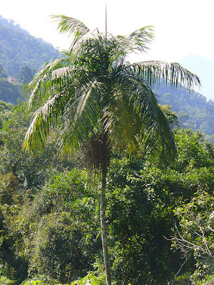 Palmera jucara Euterpe edulis