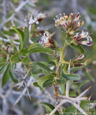 arbustos nativos Proustia cuneifolia