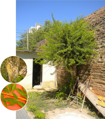 Chal chal Allophylus edulis