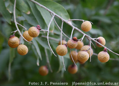 frutos de Palo jabón (Sapindus saponaria)