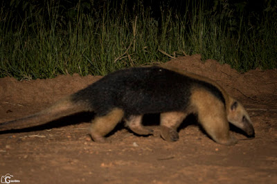 Oso melero (Tamandua tetradactyla)*