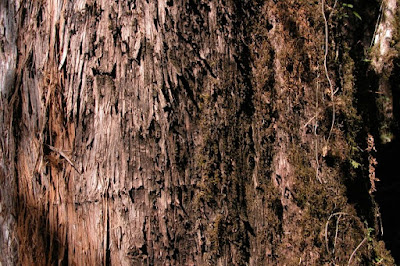 gimnospermas argentinoas Pino del cerro (Podocarpus parlatorei)