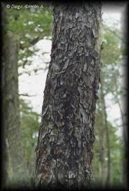 Nothofagus antarctica tronco