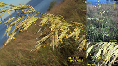 Cebadilla chaqueña (Bromus auleticus)