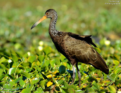 nido de Carau Aramus guarauna