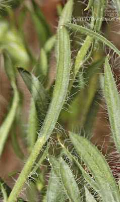 Hysterionica cabrerae