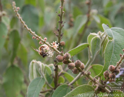 Tinajera (Croton lachnostachyus)