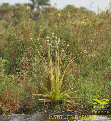 Eriocaulon magnum