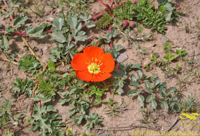 Soldaque (Hypseocharis pimpinellifolia)