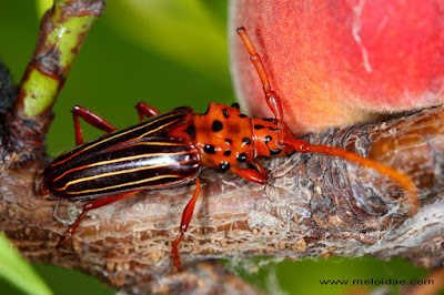 Cerambicido rojo (Chydarteres striatus)
