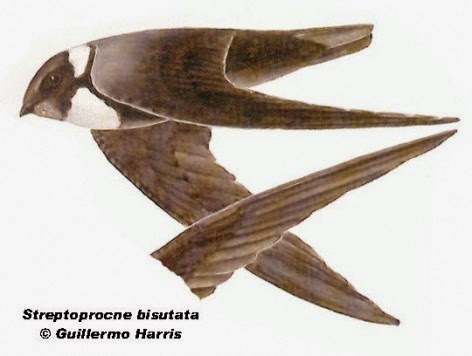 argentinian swift nest