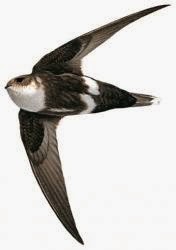 argentinian swift birds