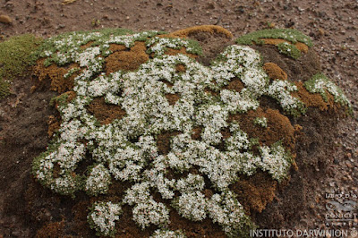 Yaretilla (Frankenia triandra)
