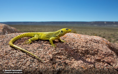 Lagartija verde (Liolaemus gununakuna)