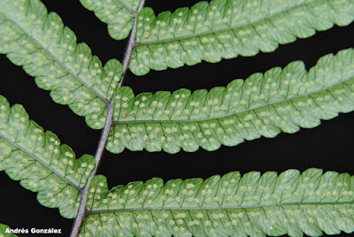 Thelypteris riograndensis