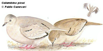Torcacita común Columbina picui