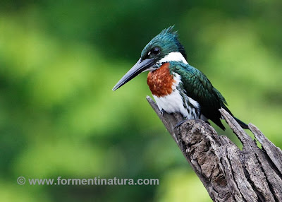 Martín pescador mediano Chloroceryle amazona