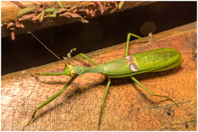 Mantis verde (Stagmatoptera hyaloptera)