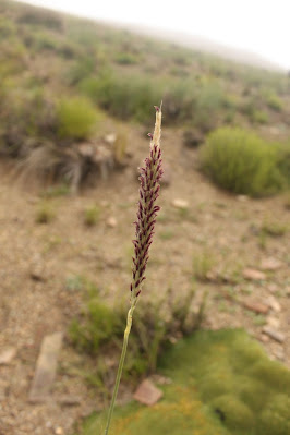 Cenchrus chilensis