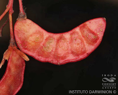 Ajicillo del campo (Hoffmannseggia minor)