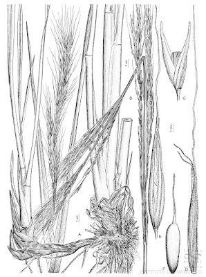 Espadaña (Zizaniopsis  bonariensis)