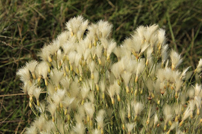 Carqueja (Baccharis notosergila)