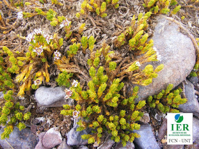 flora de la puna Xenophyllum rosenii