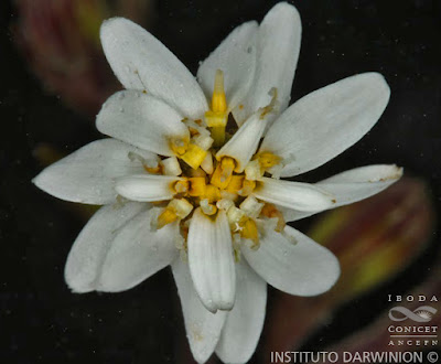 flora de las yungas Jungia pauciflora