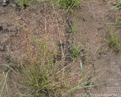 Pasto ilusión (Eragrostis lugens)