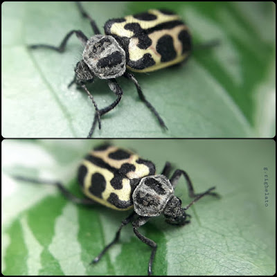 Astilo moteado (Astylus atromaculatus)