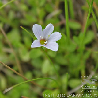 Bacopa enana (Bacopa monnieri)