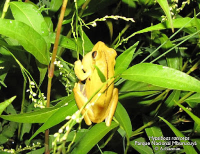 Hypsiboas raniceps