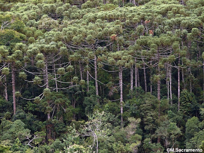 Pino paraná Araucaria angustifolia