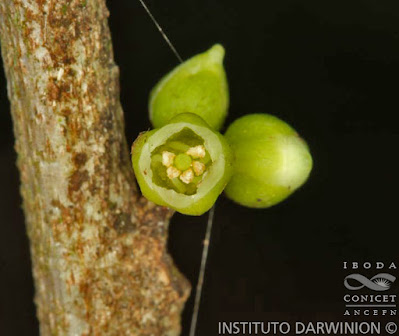 Aguaí (Chrysophyllum gonocarpum)
