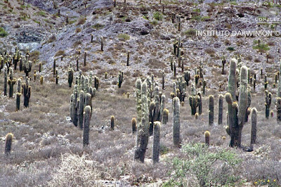 Pasacana (Trichocereus atacamensis)