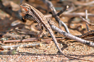 Lagartija chaqueña (Liolaemus chacoensis)