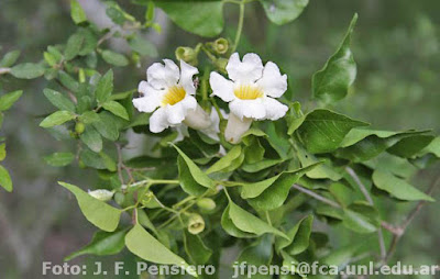 flores de peine de mono
