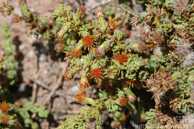 flora nativa chachacoma