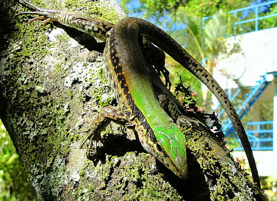 lagarto verde